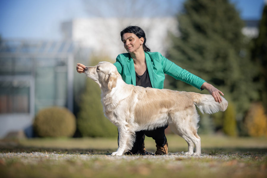 výstavní postoj zlatý retriever